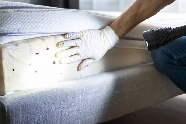 Best Affordable Pest Control Services  in De Leon Springs, FL