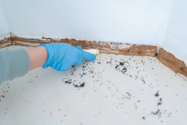 Best Emergency Pest Control  in De Leon Springs, FL